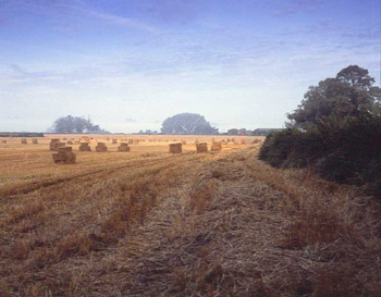 Meadow - Cambridgeshire